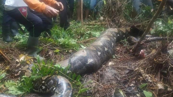 Missing Indonesian grandmother eaten alive by 22-foot python