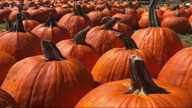Pumpkin patches in north Georgia: Directions, hours, farms to visit