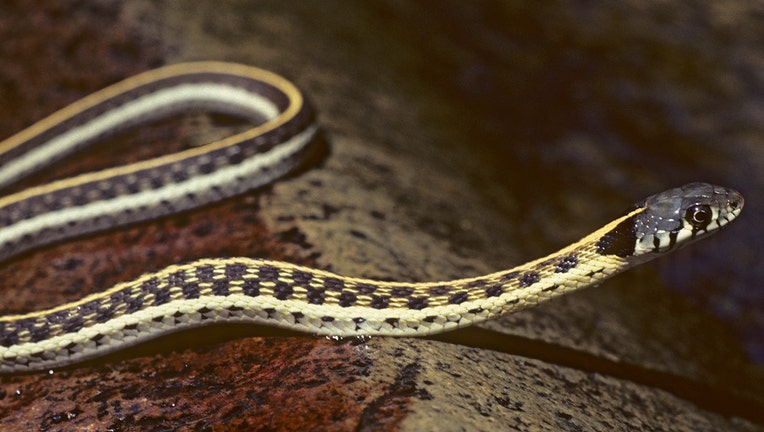 garter snake