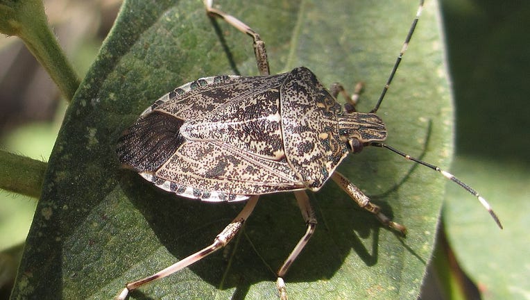 stink bug