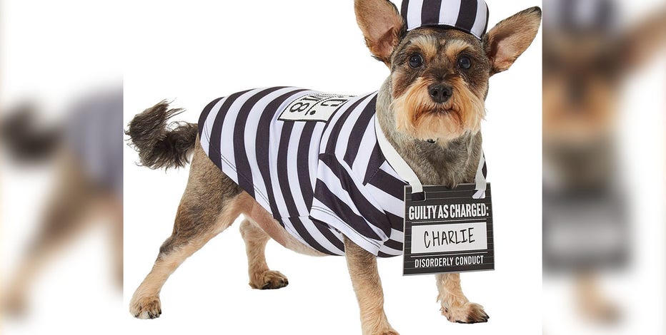 clown platter dog costume