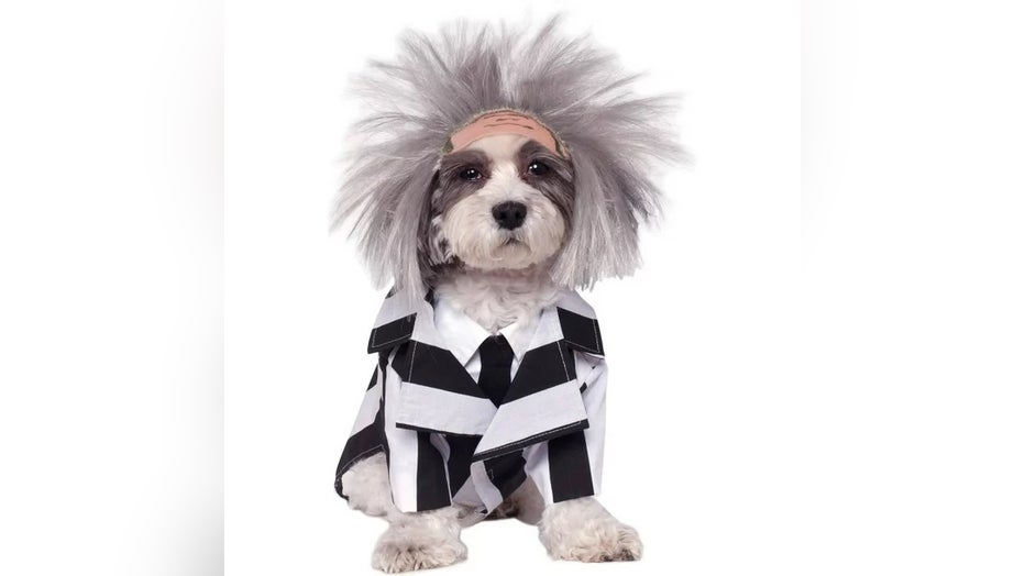 Top Halloween Costumes for Dogs in 2022 – Dogster