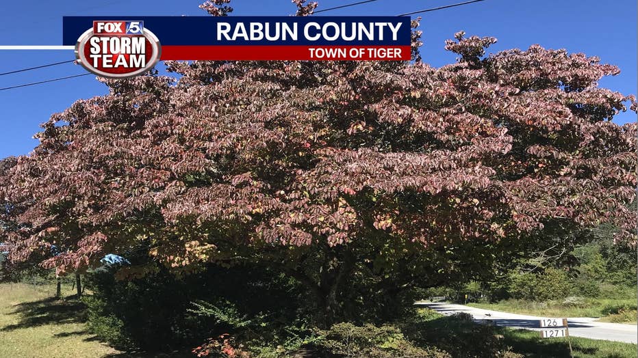 A dogwood tree in the town of Tiger in Rabun County on Oct. 4, 2022.