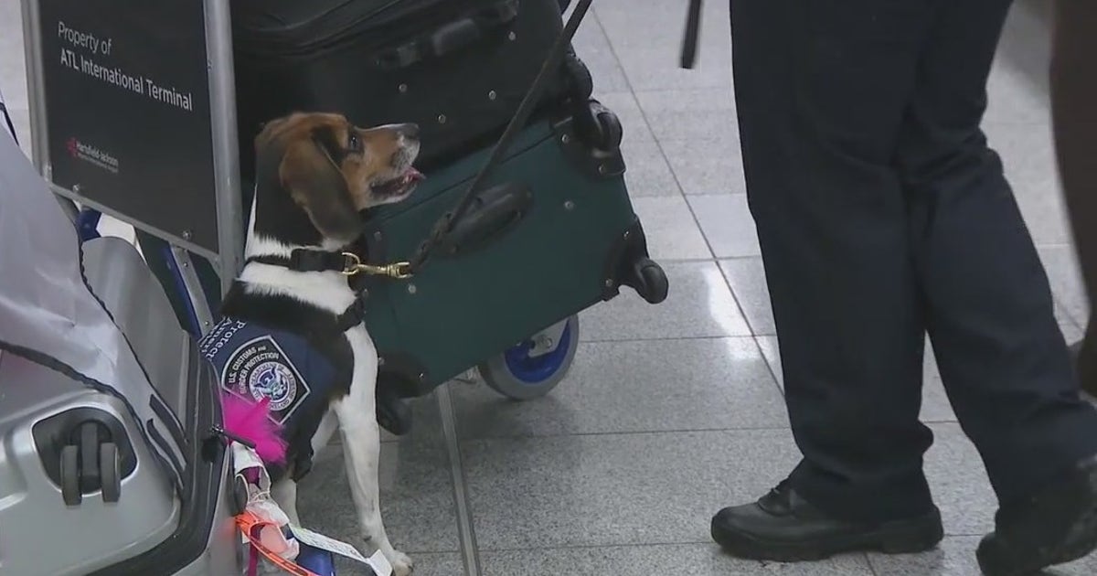 Behind the scenes with the ‘Beagle Brigade’ at Atlanta's airport | FOX ...
