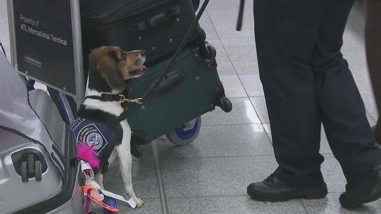 Behind the scenes with the ‘Beagle Brigade’ at Atlanta’s airport