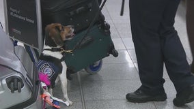 Behind the scenes with the ‘Beagle Brigade’ at Atlanta's airport