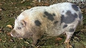 Fayette County deputies searching for owner of runaway pig