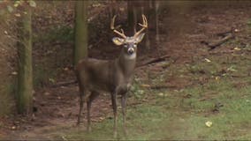 Georgia officials warn drivers to take caution during busy deer season