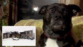 Dog who ran away during house fire reunited with family