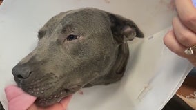 Tortured pit bull found zip tied along Georgia road