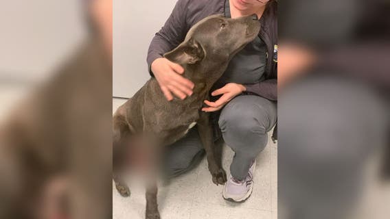 Dog undergoes drastic surgery after being found on roadside tortured and abused