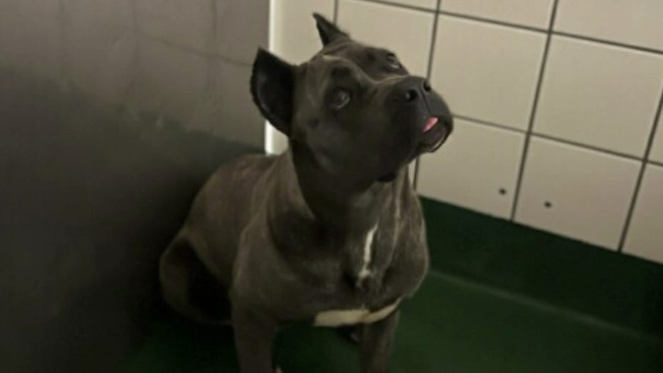 Ghost, a Cane Corso, was given up by his owner and will be available for adoption soon through the Fayette County Animal Control.