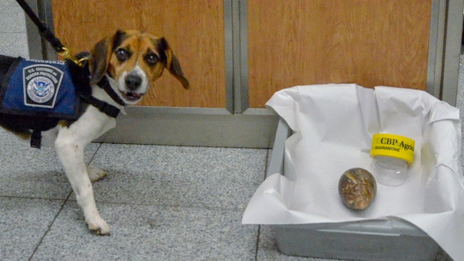 K9 Mox, who is part of the U.S. Customs and Border Protection so-call "Beagle Brigade" at Hartsfield-Jackson Atlanta International Airport sniffed out this live Giant African Snail on Nov. 8, 2022.