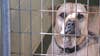 Overcrowding at animal shelters becomes serious issues across metro Atlanta