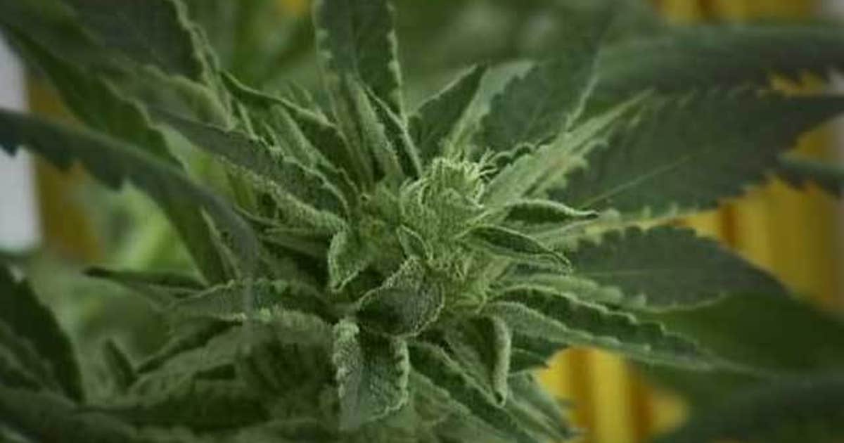 University of Georgia study links legal marijuana use to fewer sick days
