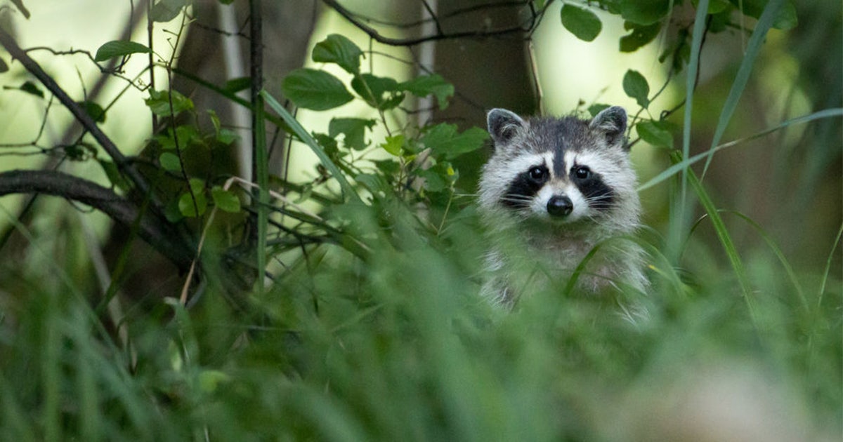 Rabid raccoon attacks dog in Gwinnett County | FOX 5 Atlanta