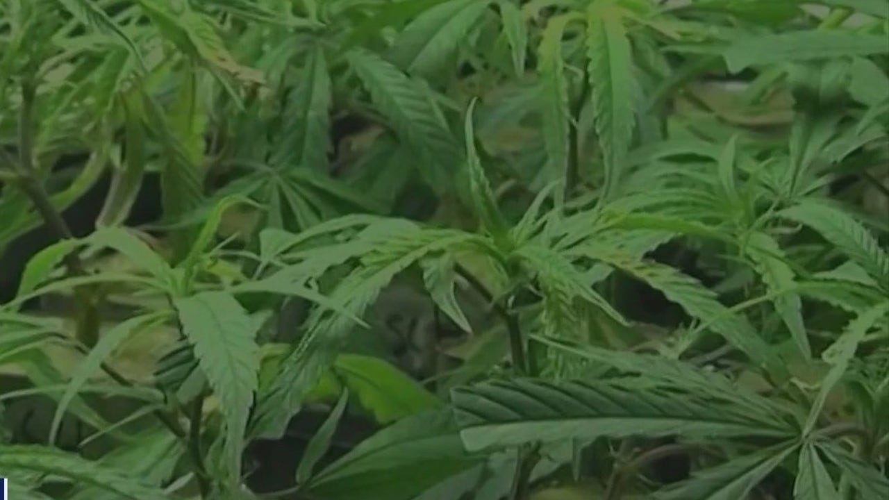 Court of appeals set to review Georgia’s medical marijuana bid process