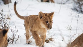 Watch: Lion cubs rescued from Ukraine play in Minnesota snow