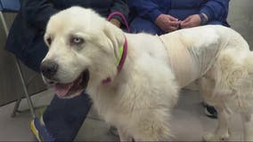 Decatur sheepdog who saved flock from coyotes wins People's Choice Pup Award