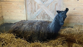 Llama on the loose in Fairfax County, VA reunited with owner