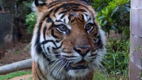 Beloved Zoo Atlanta Sumatran tiger dies at 18