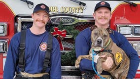 Adoptable dog becomes Cobb County "Dalmation for a Day"