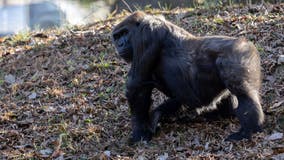 Zoo Atlanta lowland gorilla Willie B. Jr. to become 1st-time father