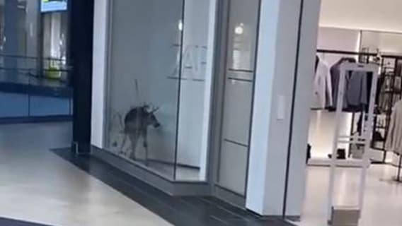 Injured deer wanders into clothing store at Perimeter Mall