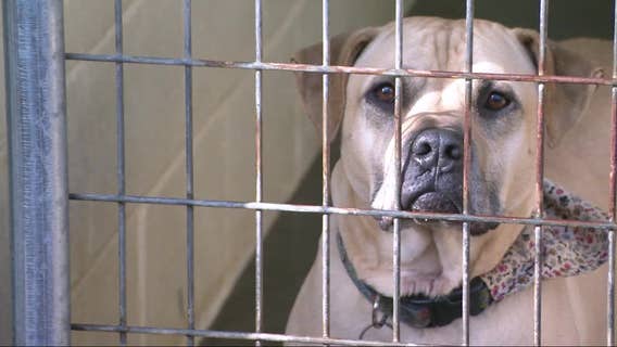 Overcrowding at animal shelters becomes serious issues across metro Atlanta