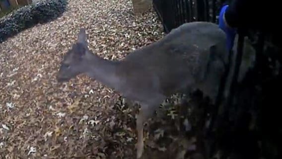 "We saved Bambi", Duluth police rescue baby deer stuck in fence