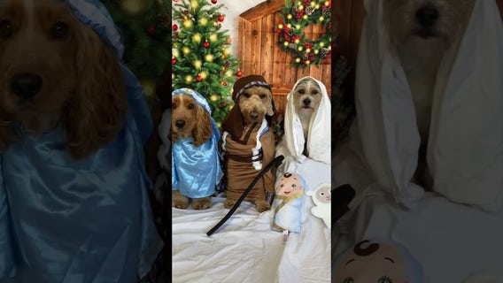 Pups give nativity scene performance at doggy daycare