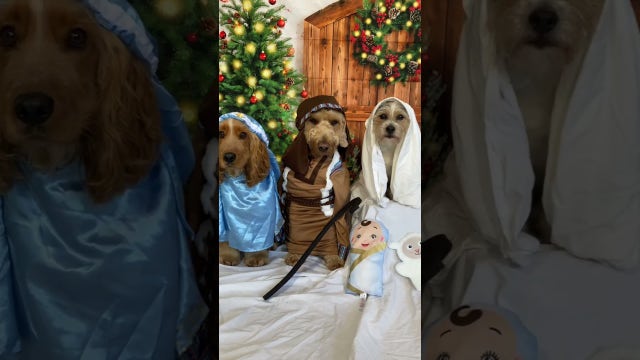 Pups give nativity scene performance at doggy daycare