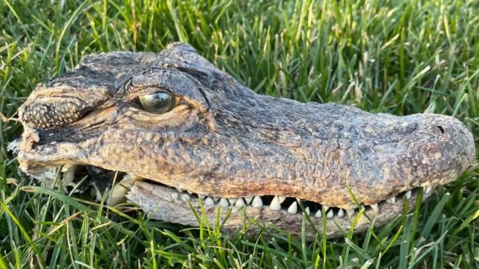 Waukesha County Lake Keesus gator head