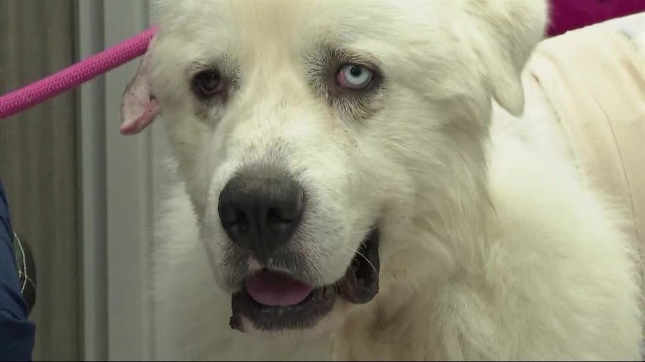 Casper, a Decatur sheep dog, is recovering from a recent coyote attack. His owner said he heroically protected his flock.