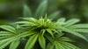 Georgia commission passes rules to sell, produce medical marijuana