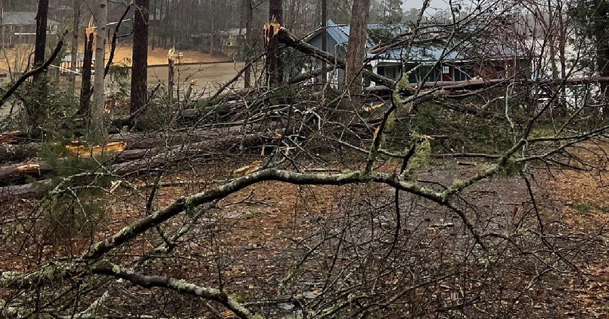 5-year-old dies after tree falls on vehicle in Butts County, official ...