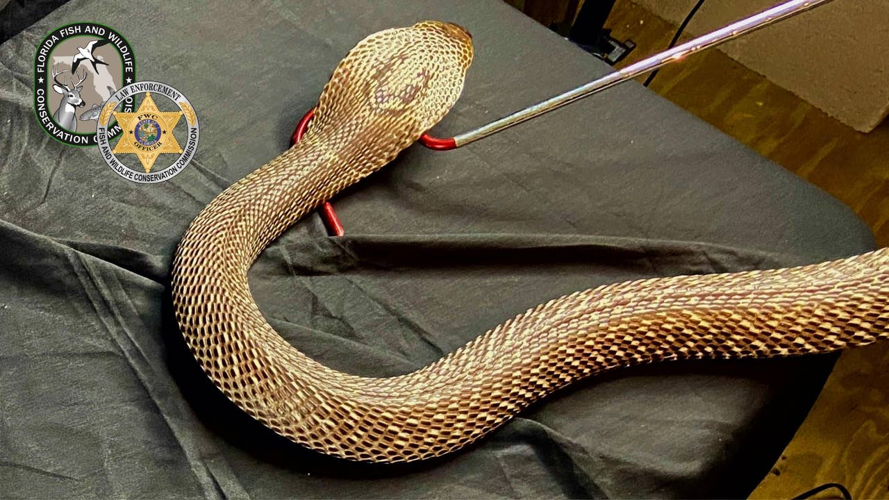 ‘Operation Viper’ catches nearly 200 highly illegal, potentially deadly snakes in Georgia
