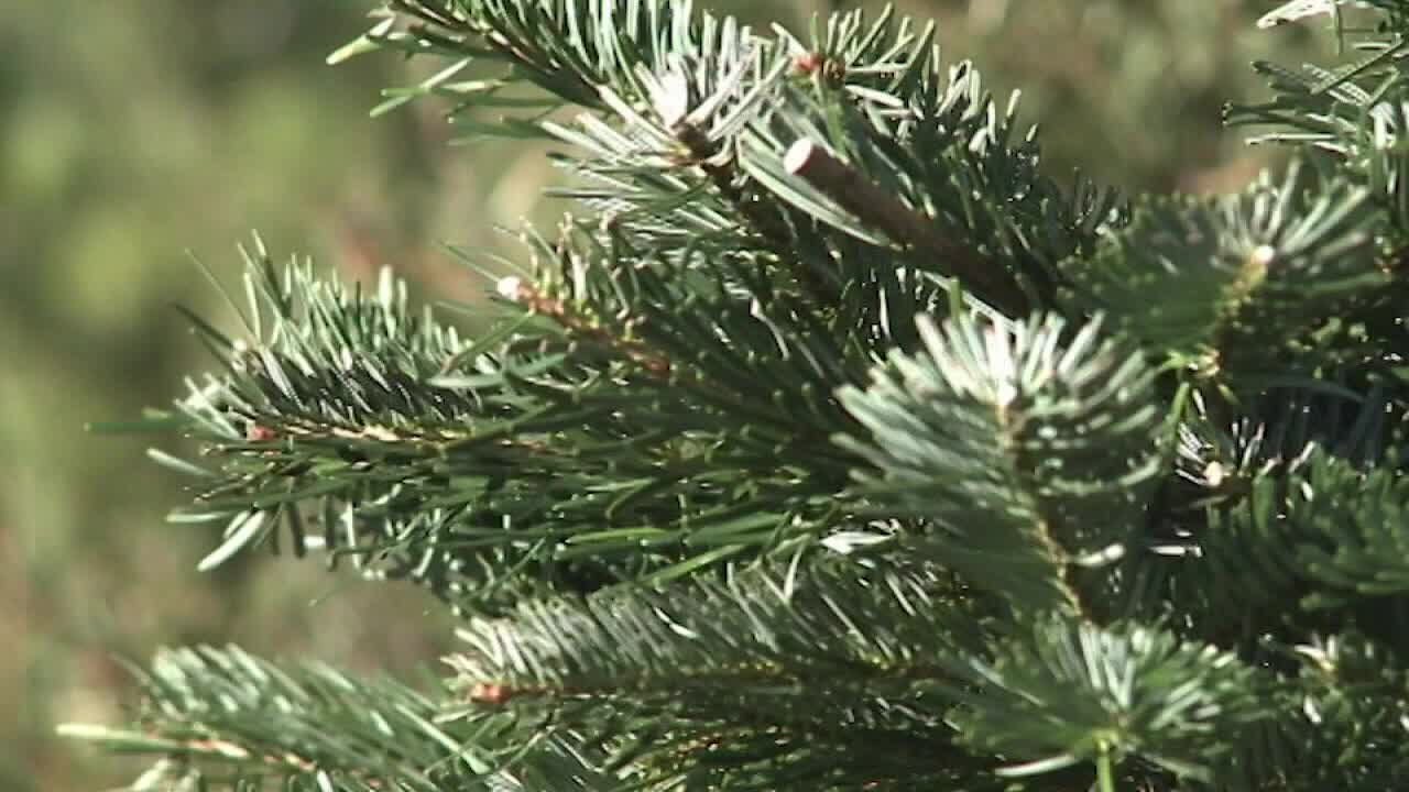 How, where to dispose of your Christmas tree in metro Atlanta FOX 5