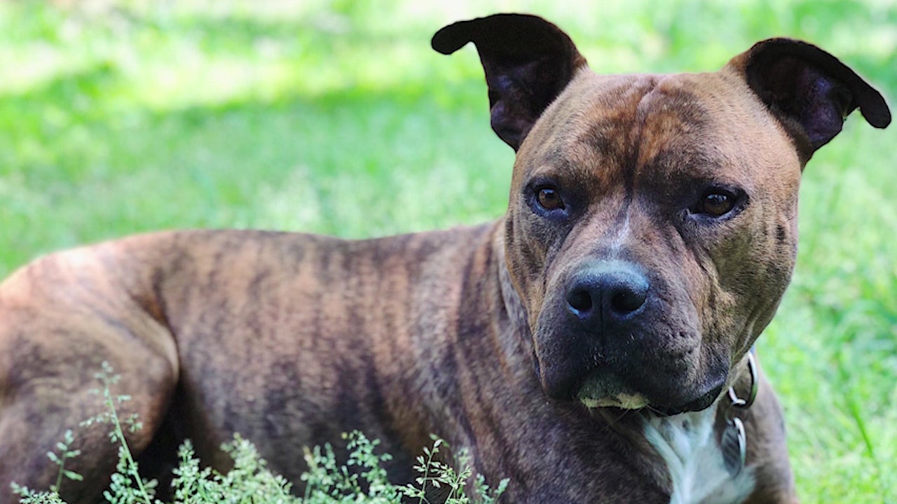 Dognapper caught on camera in southwest Atlanta, owner pleads for pup’s safe return