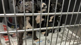 Adoptable puppies found abandoned in Decatur dog park, one dead