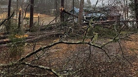 5-year-old dies after tree falls on vehicle in Butts County, official says