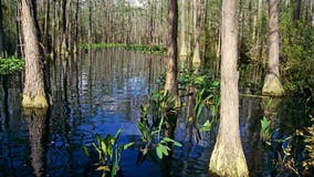 Regulators move mine plan near Okefenokee Swamp a big step forward