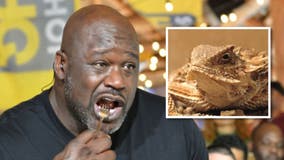 Shaq says 'I'll eat a horned frog' if UGA wins national championship