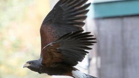 Zoo Atlanta hawk killed by wild animal, officials say