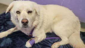 Texas stray dog 'miraculously' recovering after being shot eight times in nose, leg, neck