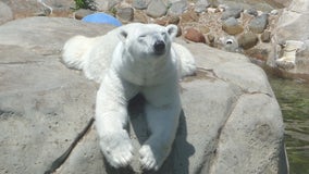 Kansas City Zoo says oldest polar bear in US captivity dies