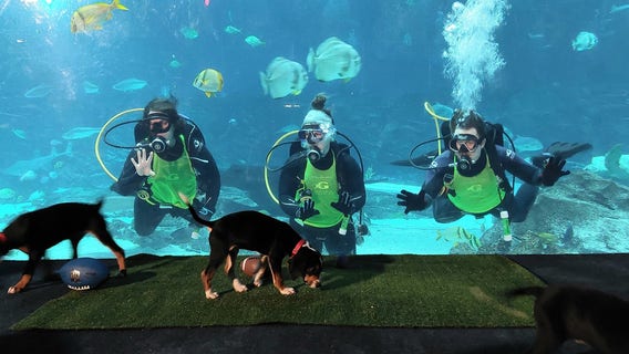 Adoptable dogs have a 'puppy party' at Georgia Aquarium