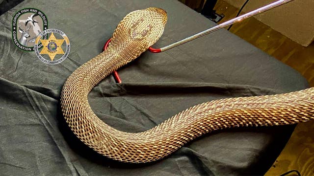 'Operation Viper' catches nearly 200 highly illegal, potentially deadly snakes in Georgia