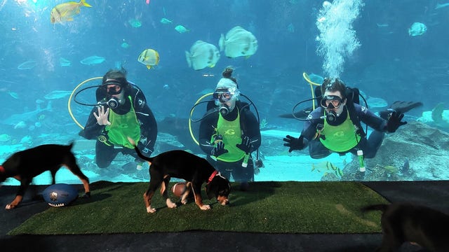 Adoptable dogs have a 'puppy party' at Georgia Aquarium