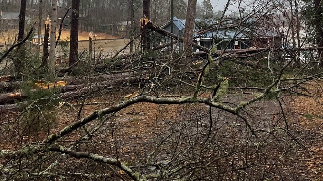 5-year-old dies after tree falls on vehicle in Butts County, official says